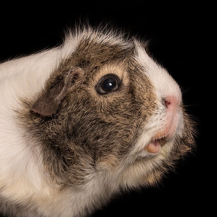 guinea pig 1